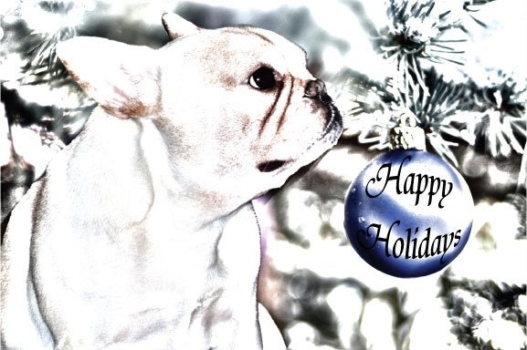 French Bulldog Christmas Card - Custom holiday card design Dallas pet owners